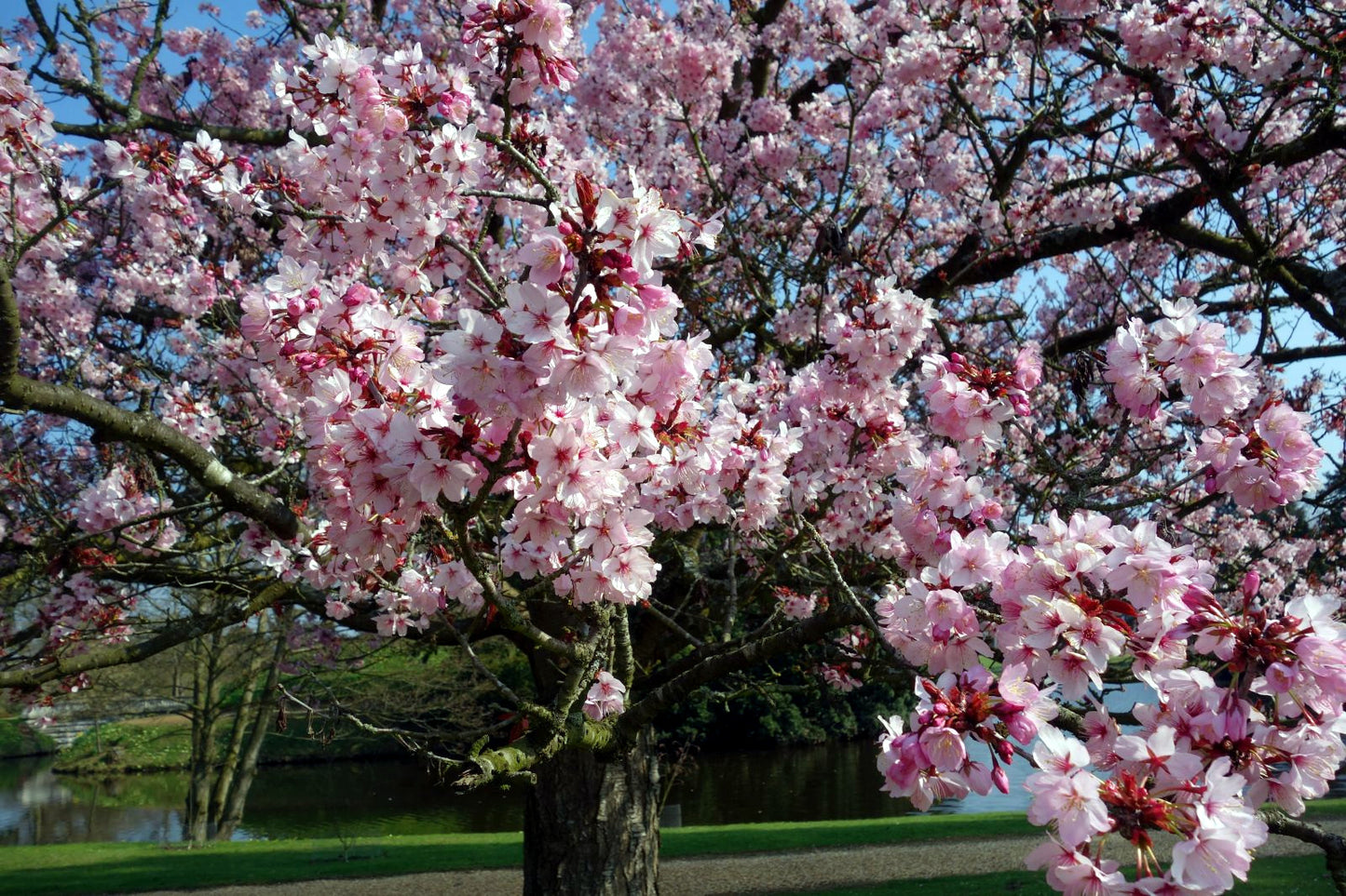 Japanese Sakura cherry tree pink flower blossoms in park landscape with pond background. (Prunus sargentii)