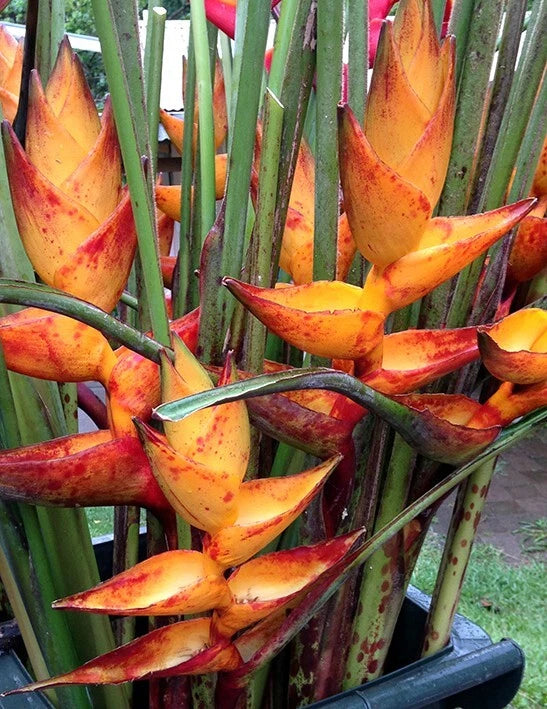 Close-up of vibrant orange and red Splash Heliconia flowers with green leaves. (Heliconia champneiana)