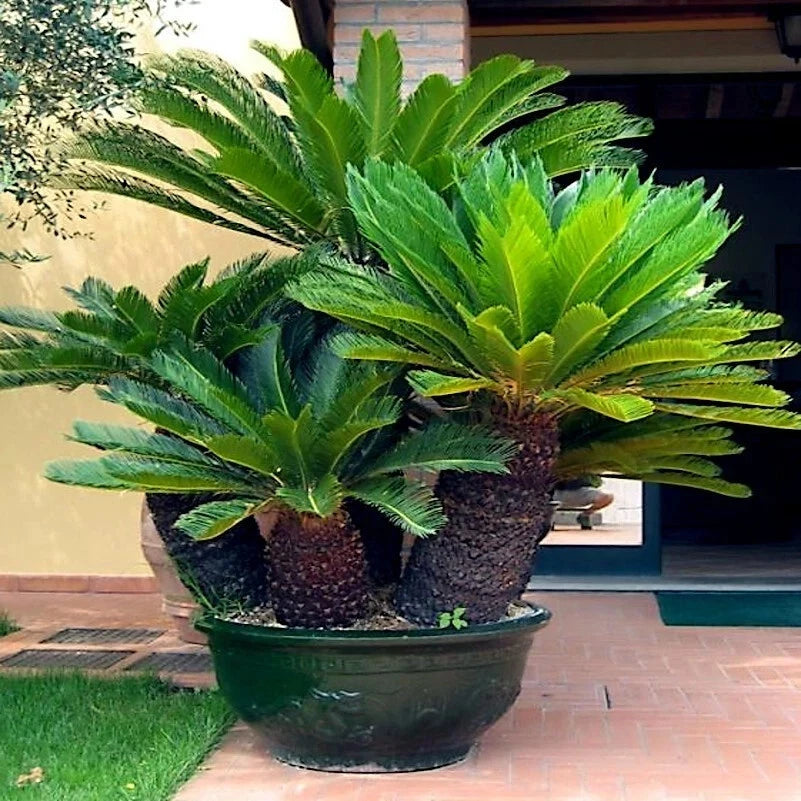 Large potted Sago palm plant on a patio
