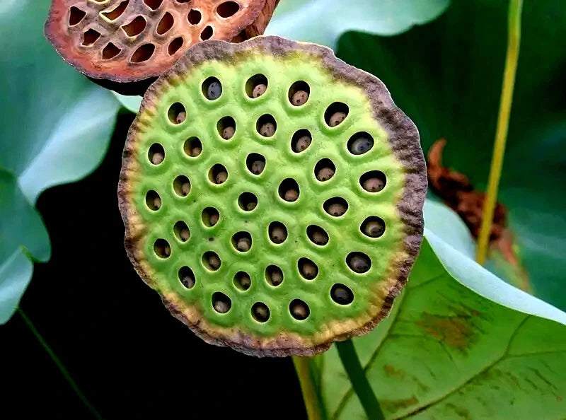 Close-up of a green Sacred lotus seed pod with brown edges on a dark background