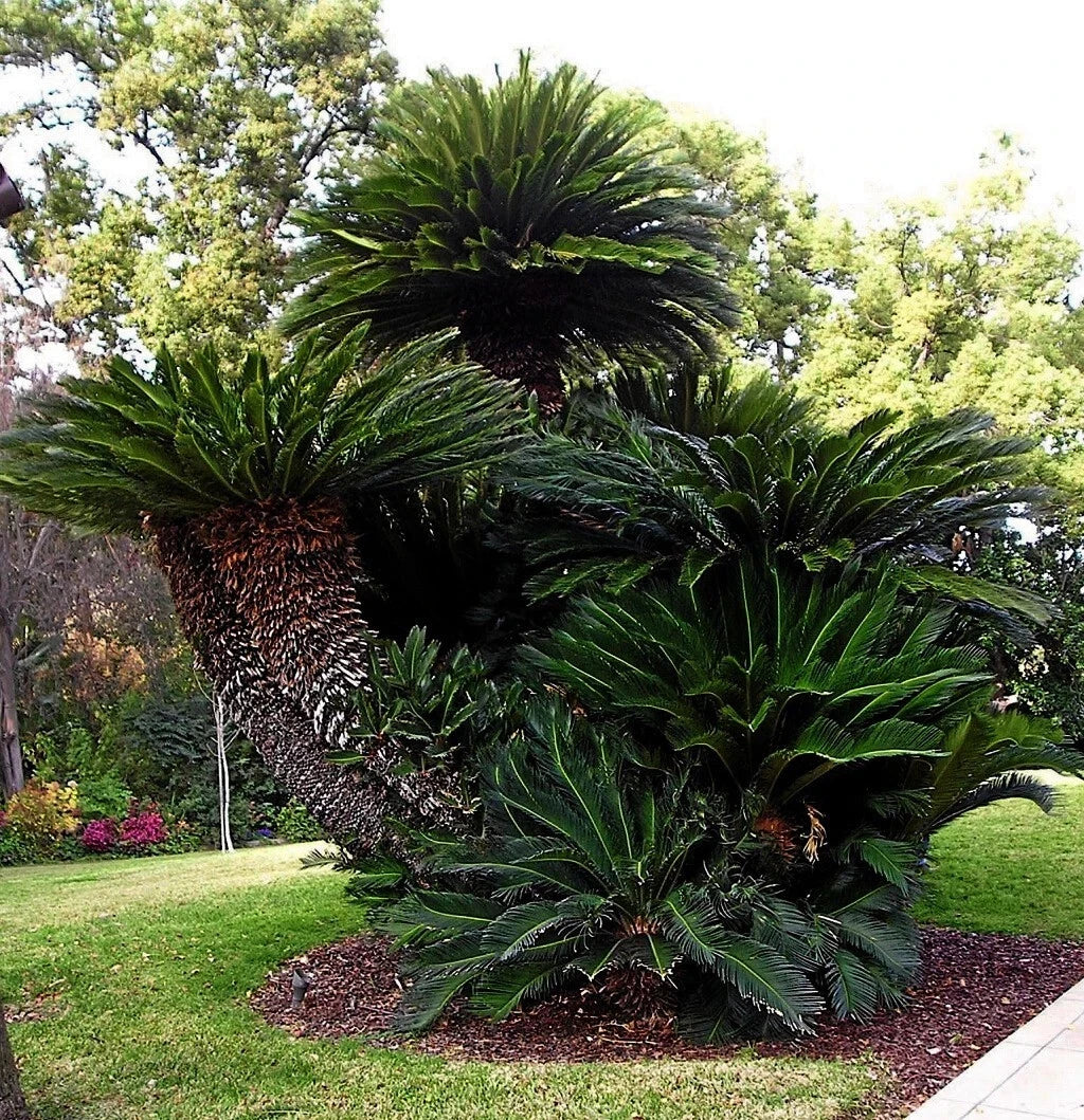 Large tropical prehistoric Sago palm plants in a garden setting with trees and grass in the background
