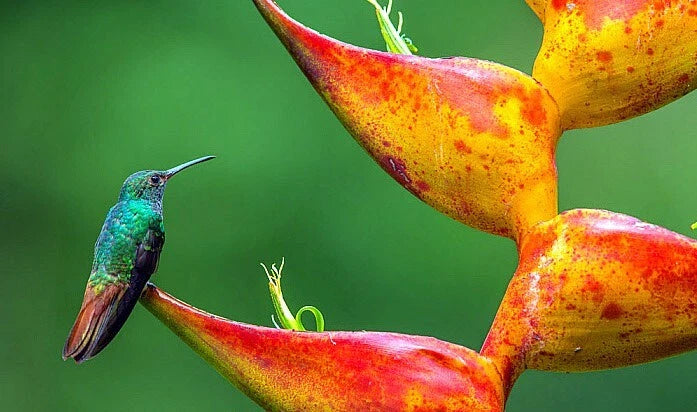 Colorful hummingbird perched on a vibrant red and yellow Splash Heliconia flower with a green blurred background