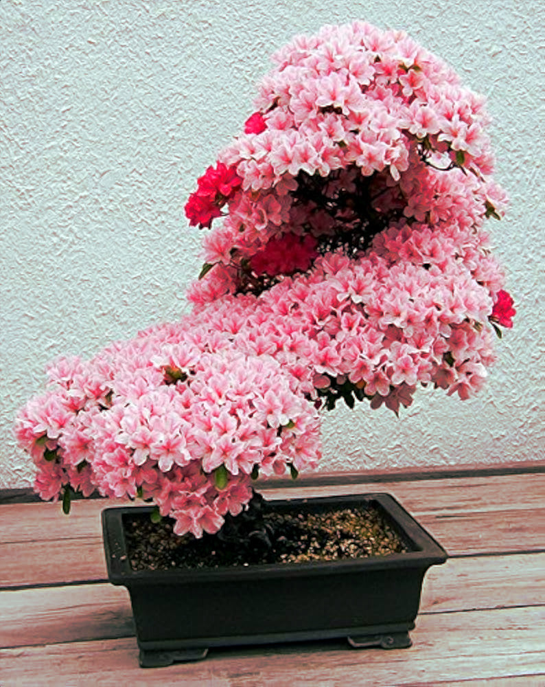 Japanese Sakura Cherry bonsai tree in small brown container with white stucco background. (Prunus sargentii)