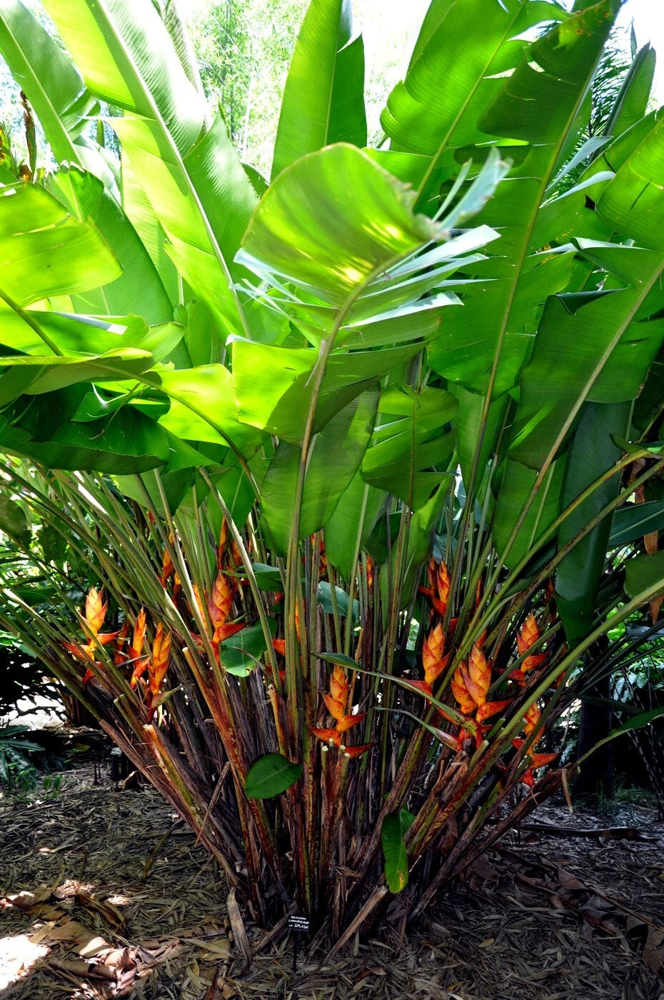Tropical Splash Heliconia plant with large green leaves and orange flower spikes in a natural setting. (Heliconia champneiana)