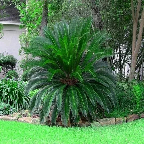 Large green Sago palm plant in a landscape setting with grass and trees.