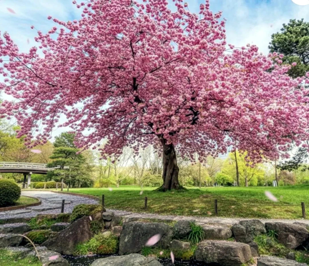 Japanese Sakura Cherry tree with pink flower blossoms in park landscape beside rocky creek. (Prunus sargentii)