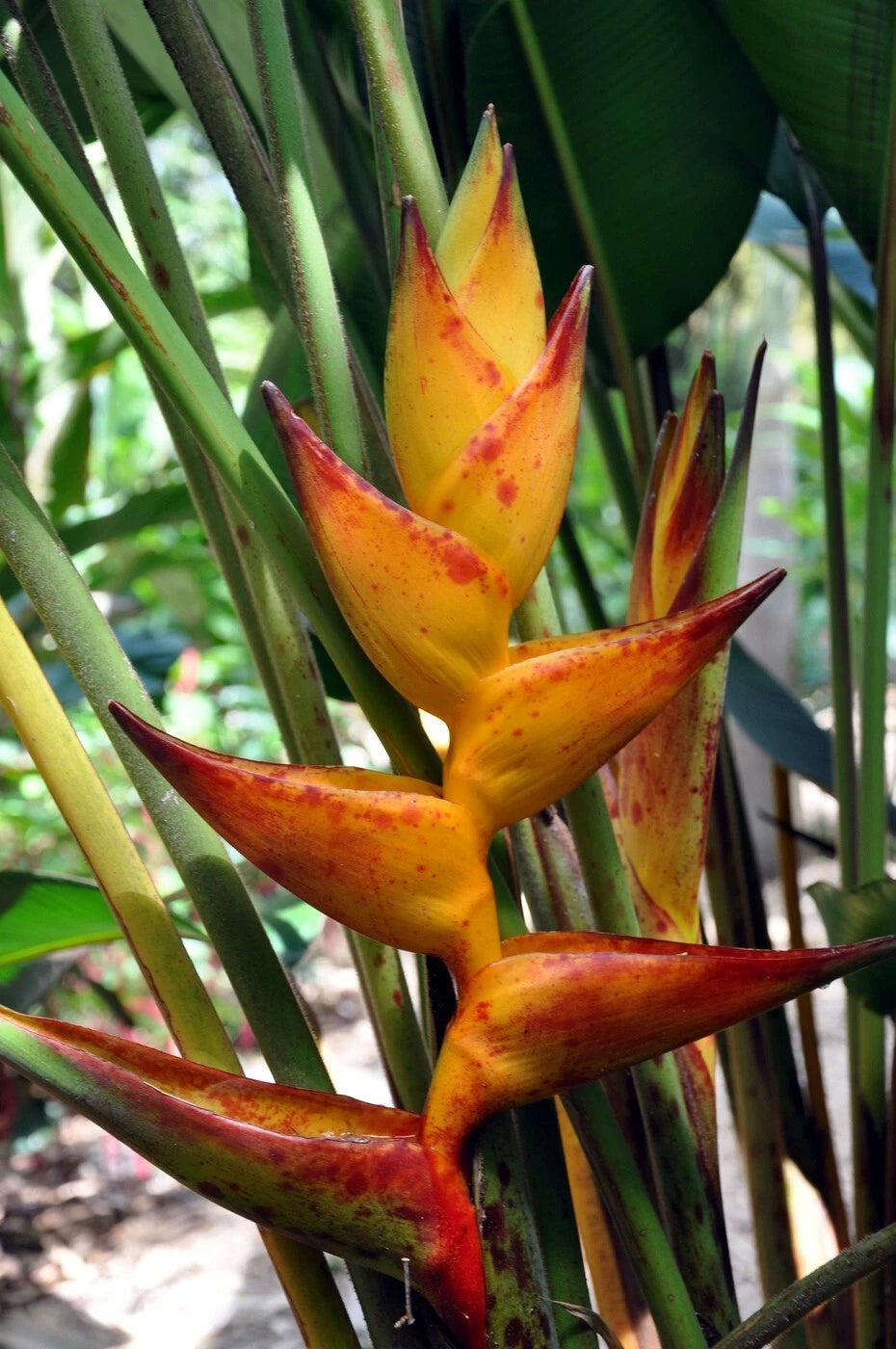 Tropical Splash Heliconia plant with bright orange and red flowers in a natural setting