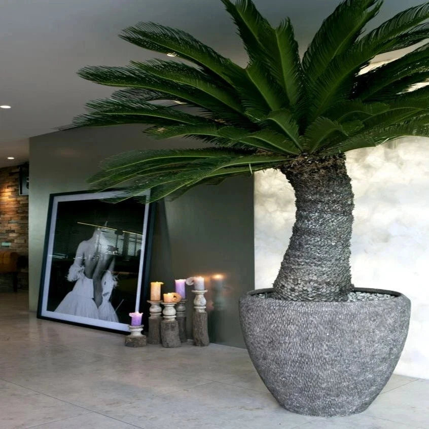 Large potted container plant Sago palm tree in a modern interior setting with candles and artwork.
