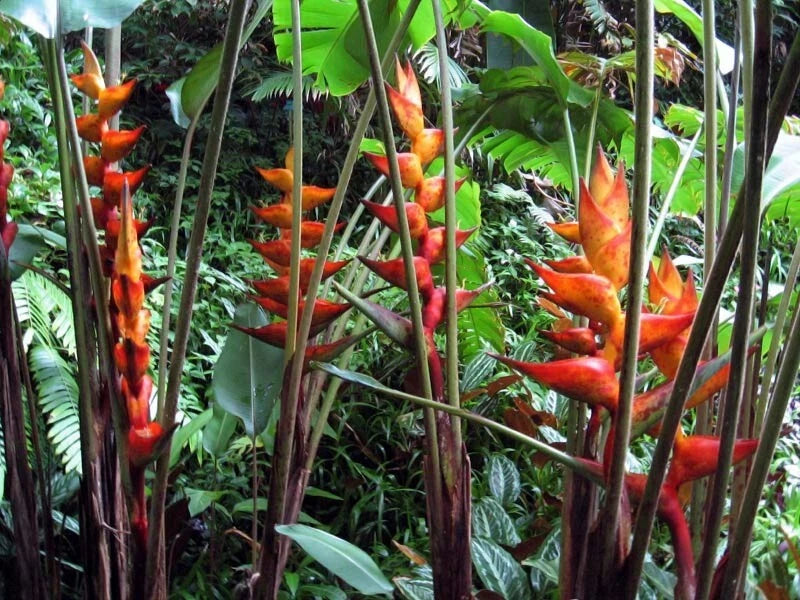 Tropical Splash Heliconia plant with red and orange flowers in a lush green forest