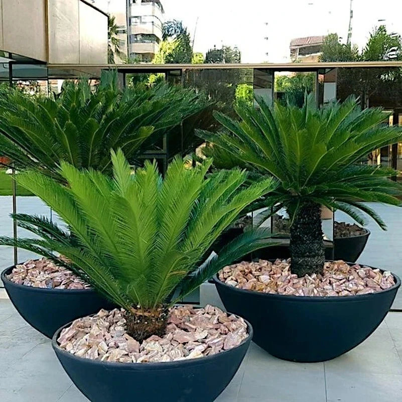 Three large potted sago palm plants with fern-like leaves on a patio.
