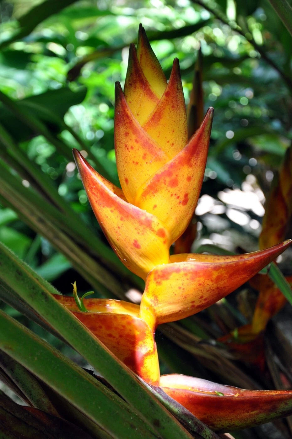 Tropical Splash Heliconia plant with bright orange and red flower in a lush green forest. (Heliconia champneiana)