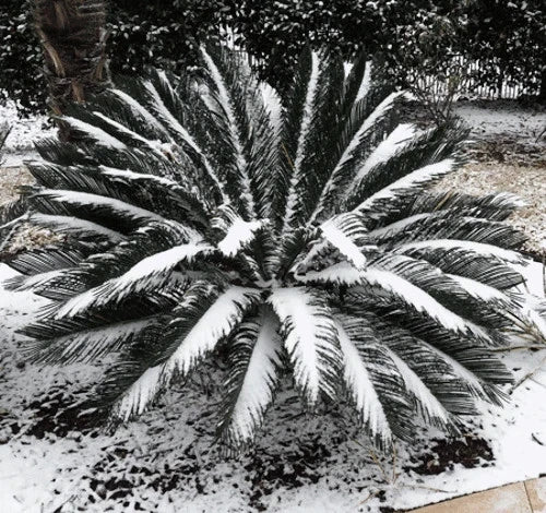 Cold hardy Sago Palm tree in a snowy landscape