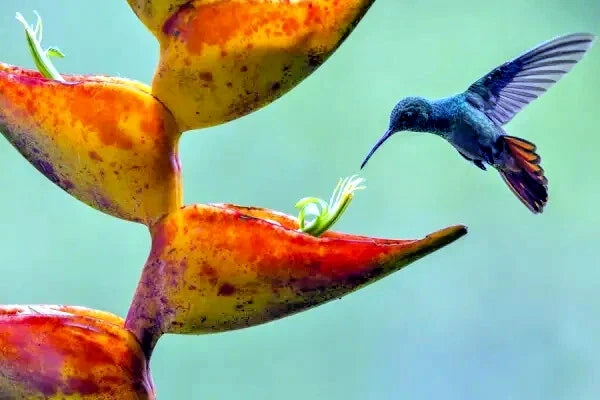 Blue hummingbird feeding on a red and yellow Splash Heliconiaflower with a blurred green background. (Heliconia champneiana)