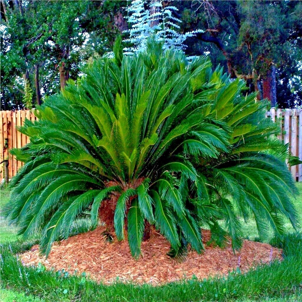 Large green Sago palm plant in a landscape setting with trees and a wooden fence in the background.