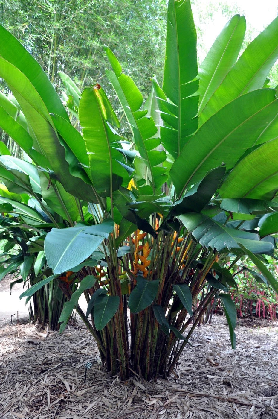 Large green leafy Splash heliconia plant in a natural setting with trees in the background
