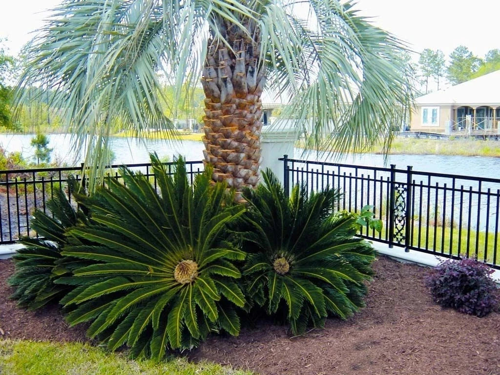 Jelly Palm tree and Sago palm cycas plants in a landscape setting with a lake and house in the background.