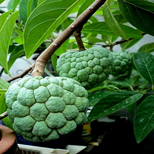 Sugar Apple fruits hanging from tree branch with green leaves. Custard apple, (Annona squamosa)