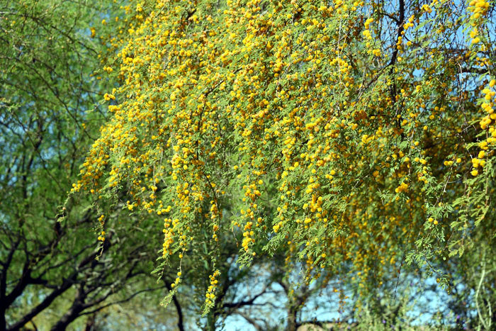 Sweet Acacia tree with yellow Wattle flowers against a blue sky