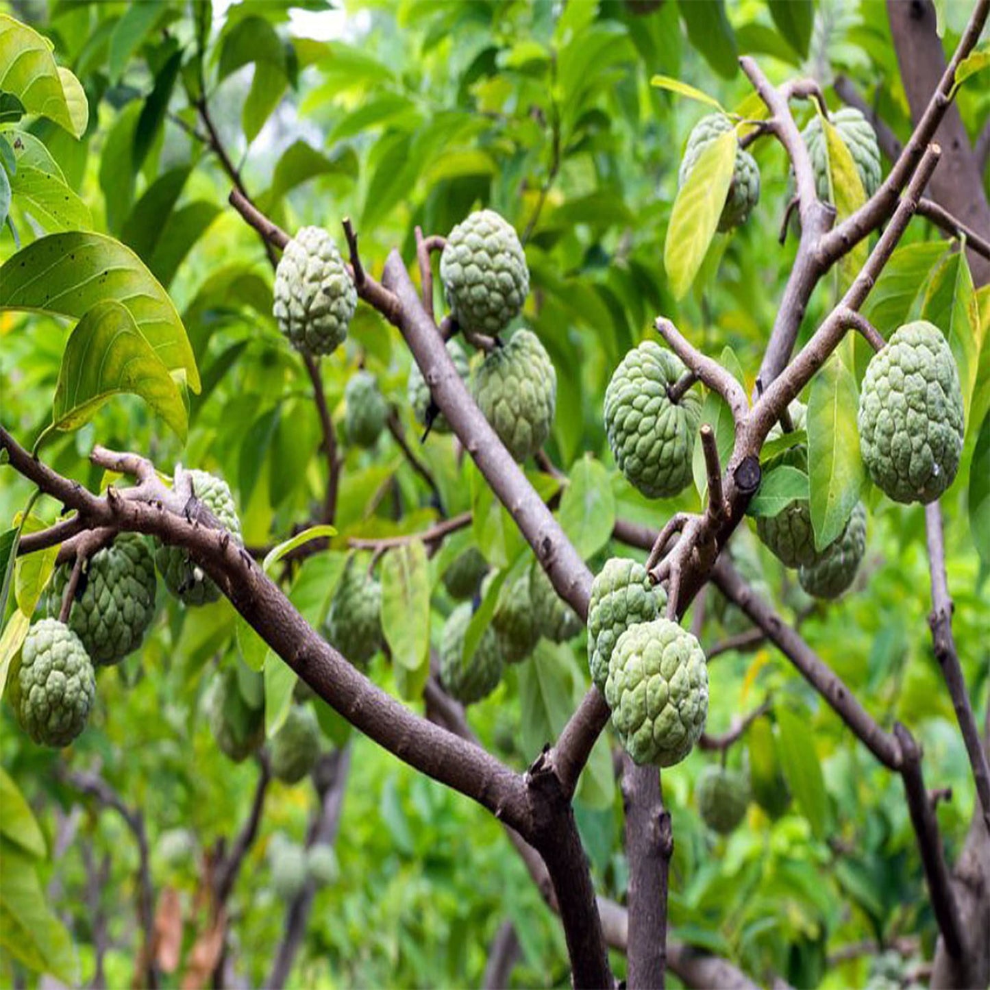 Green sugar apple fruits hanging from tree branches with green leaf background. (Annona squamosa)