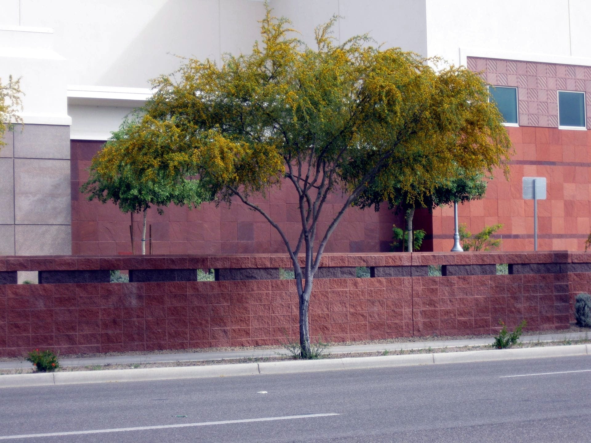 Sweet Acacia tree with yellow Wattle flowers in front of a red brick wall with a building in the background