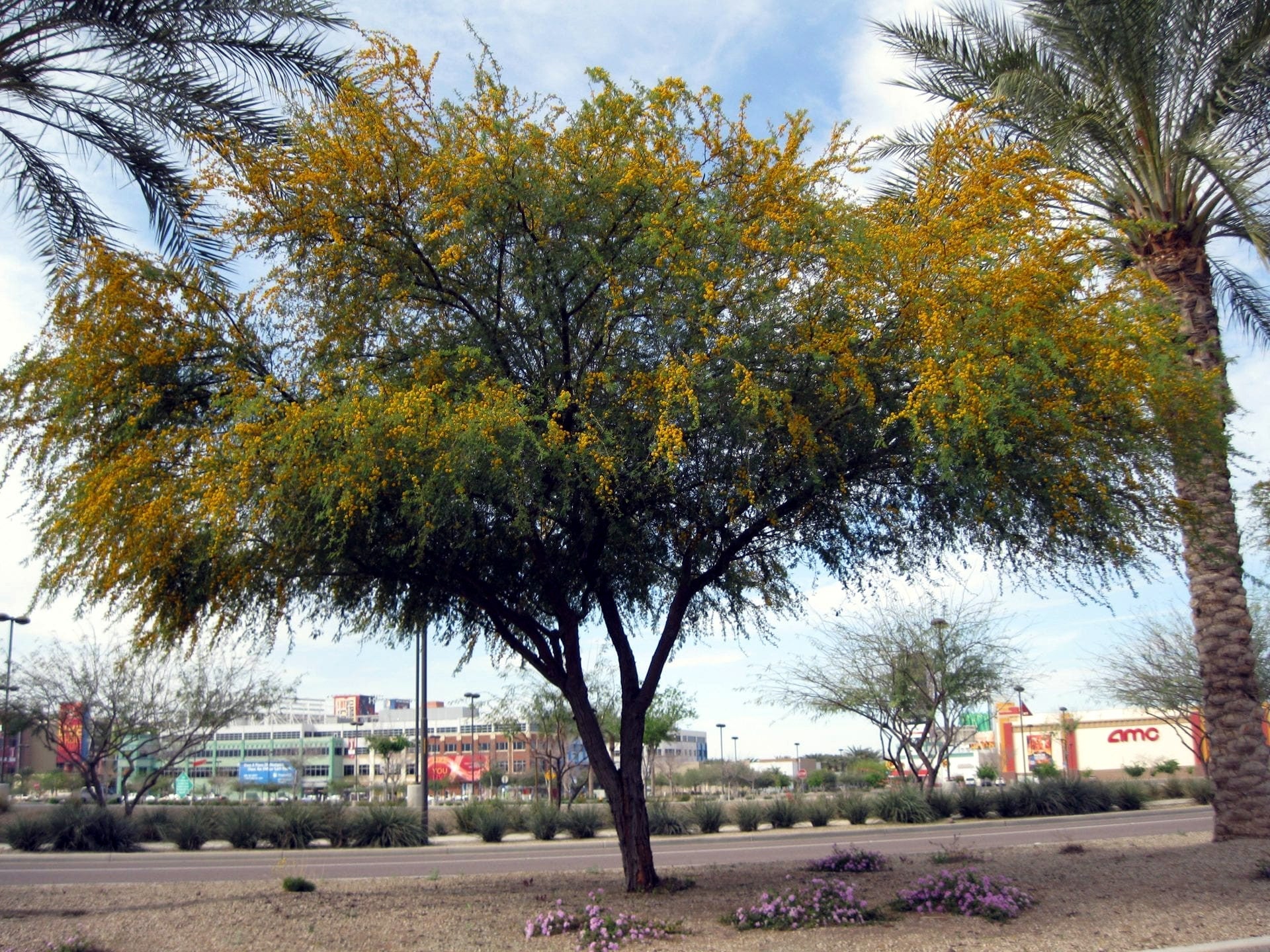 Sweet Acacia tree with yellow Wattle flowers in a desert landscape with palm trees and buildings in the background. (Vachellia farnesiana)