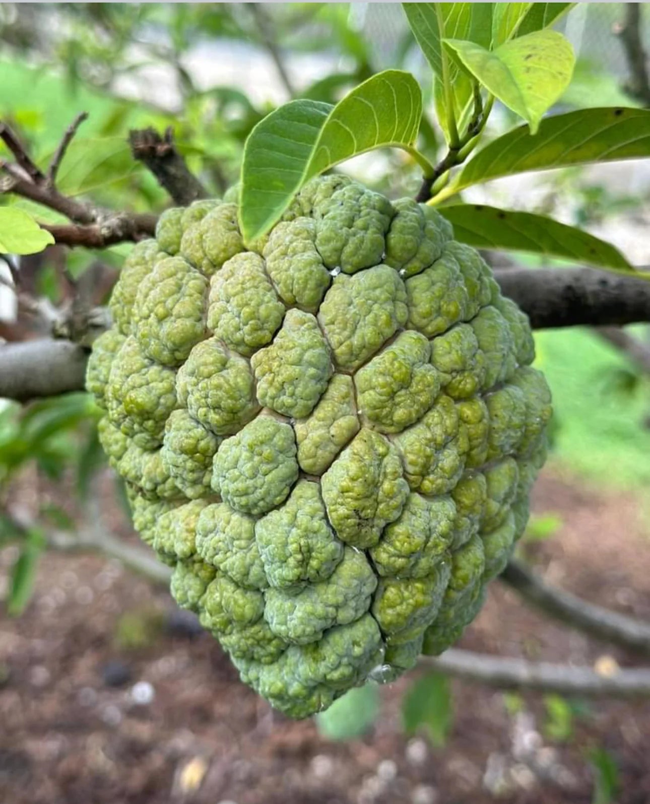 Large green Sugar apple fruit on branch with green background. (Annona squamosa)