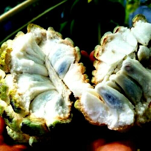 Sugar apple fruit split in half with white flesh on inside and green leaves background. 