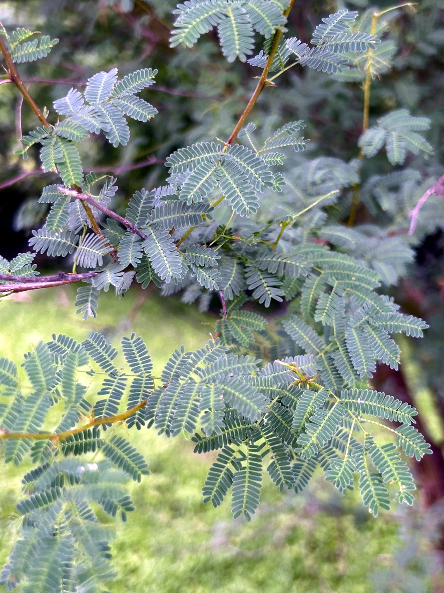 Close-up of green Sweet Acacia leaves on a branch with a blurred natural background. (Vachellia farnesiana)