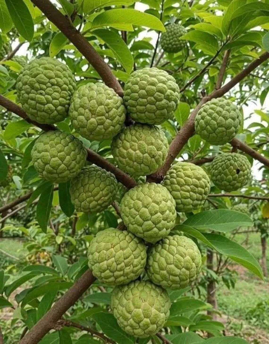 Sugar Apple fruits hanging from tree branch with green leaves and orchard background. (Annona squamosa)