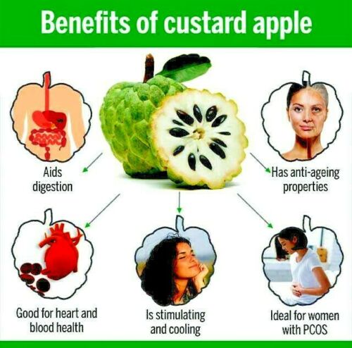 Image showing benefits of custard apple. Sugar Apple (Annona squamosa)