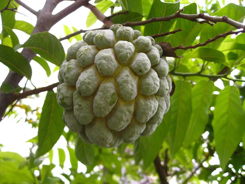 Large sugar apple fruit hanging from tree branch with green leaves in background. custard apple, (Annona squamosa)