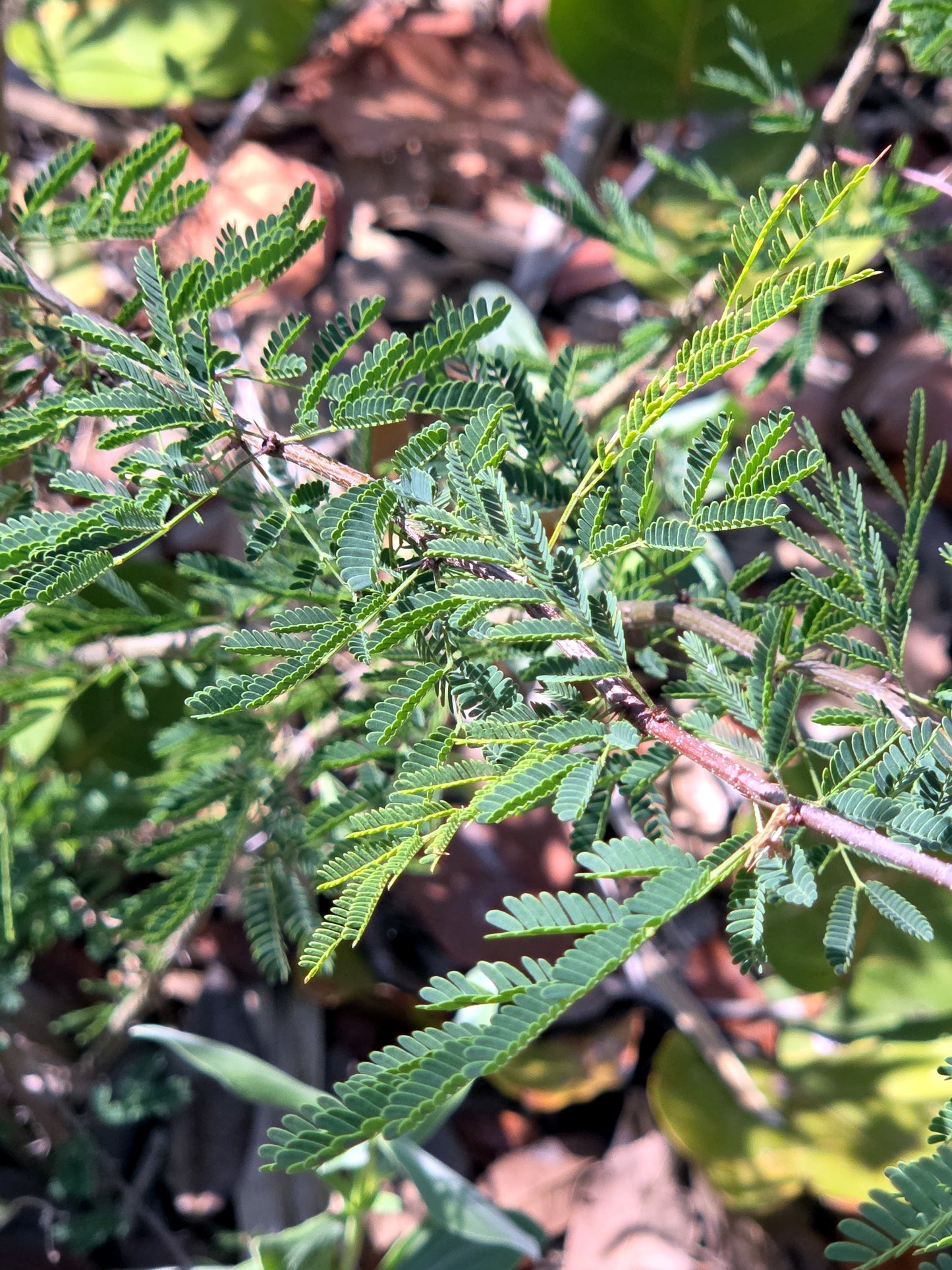 Close-up of green Sweet Acacia leaves on a tree with a blurred background