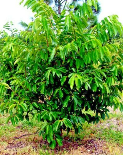 Sugar Apple fruit tree in yard with mulch around base. 