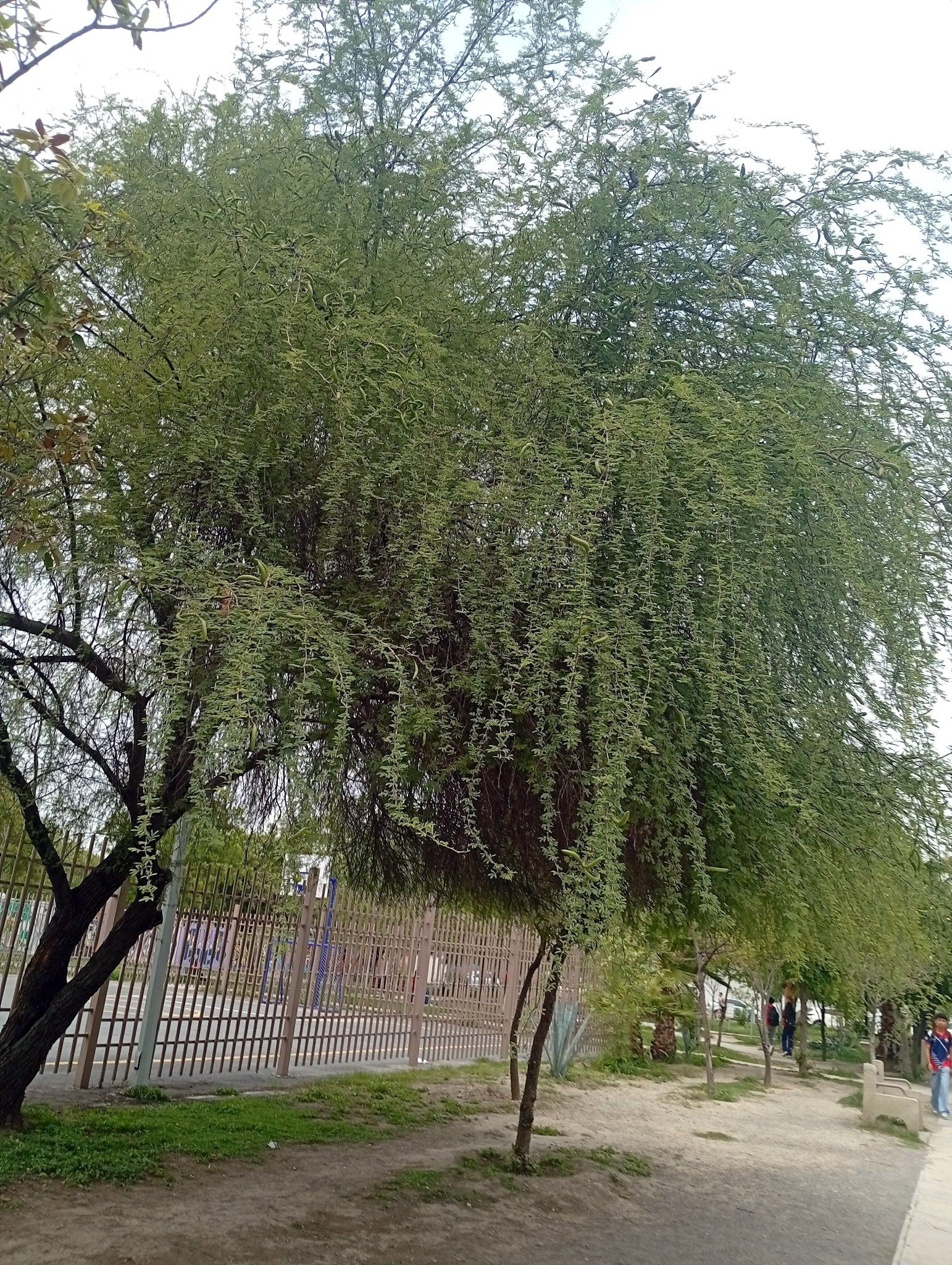 Sweet Acacia tree in an urban setting with a fence and buildings in the background