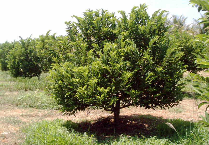 Sugar apple tree in green grass with orchard background. (Annona squamosa)