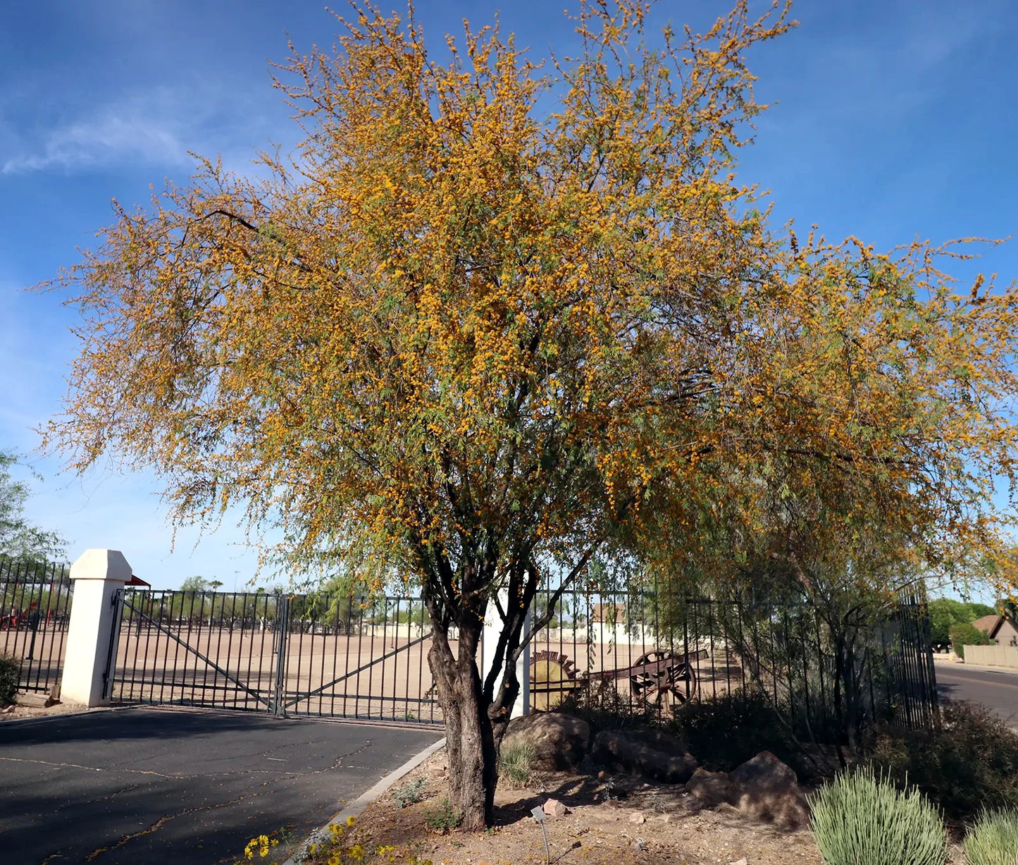 Sweet Acacia tree with yellow leaves in a desert landscape with a fence and clear sky.