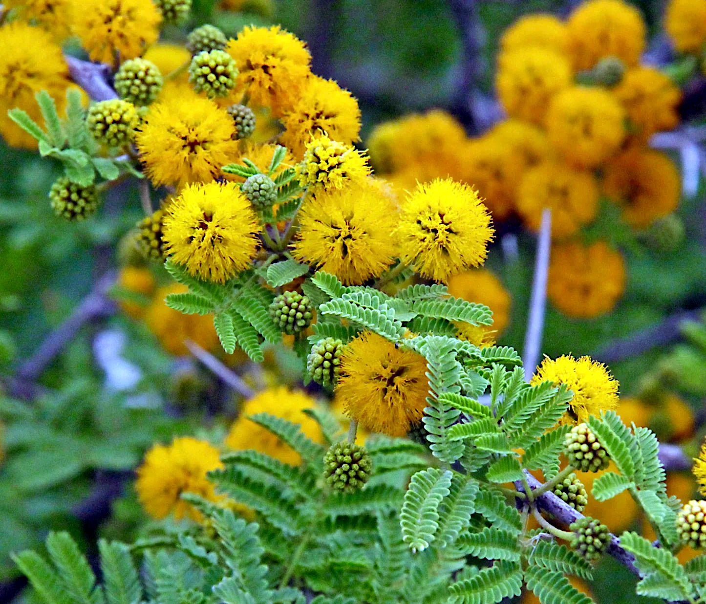 Close-up of yellow Wattle flowers with green leaves on a blurred natural background