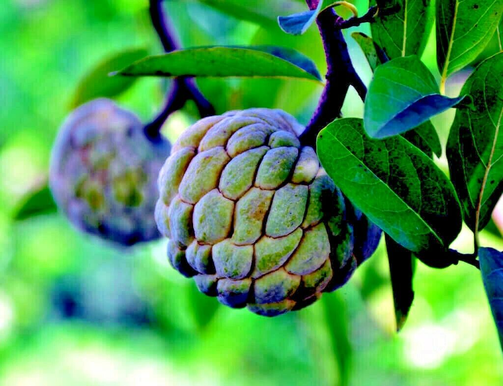 Sugar apple fruit hanging from tree branch with green background.
