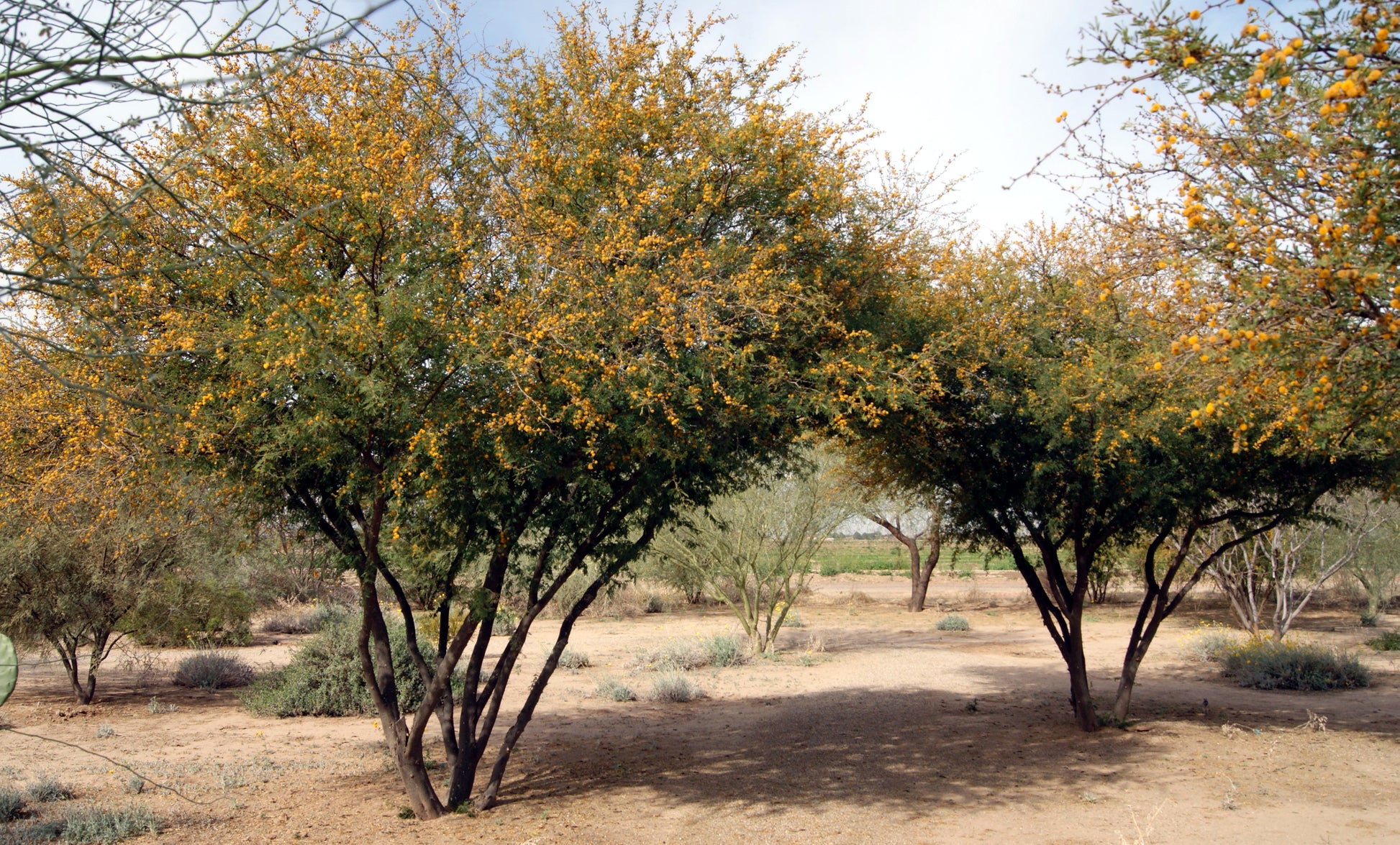 Desert landscape with Sweet Acacia trees and shrubs bearing yellow Wattle flowers.
