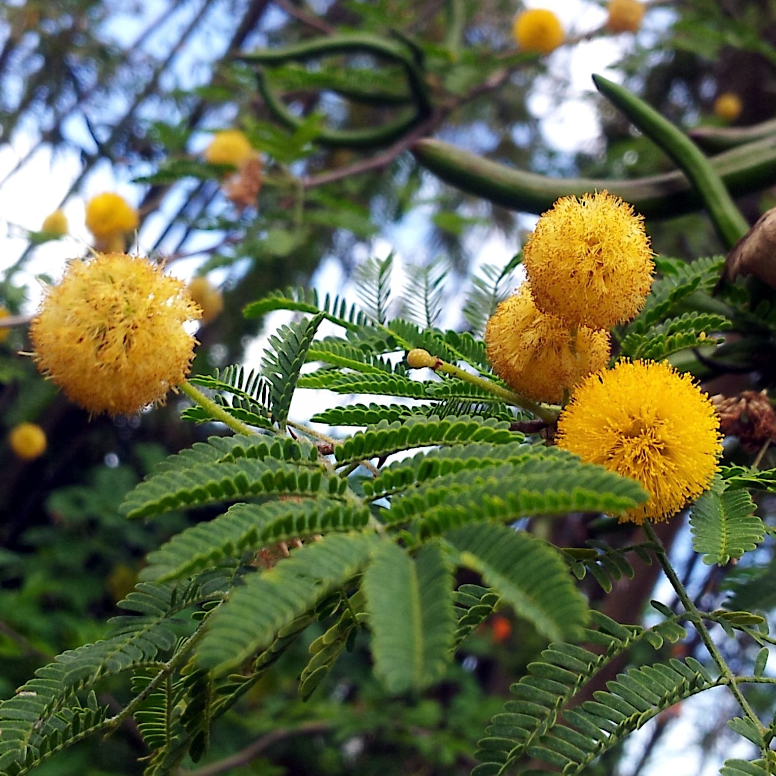 Close-up of yellow Wattle flowers and green leaves on a Sweet Acacia tree. (Vachellia farnesiana)