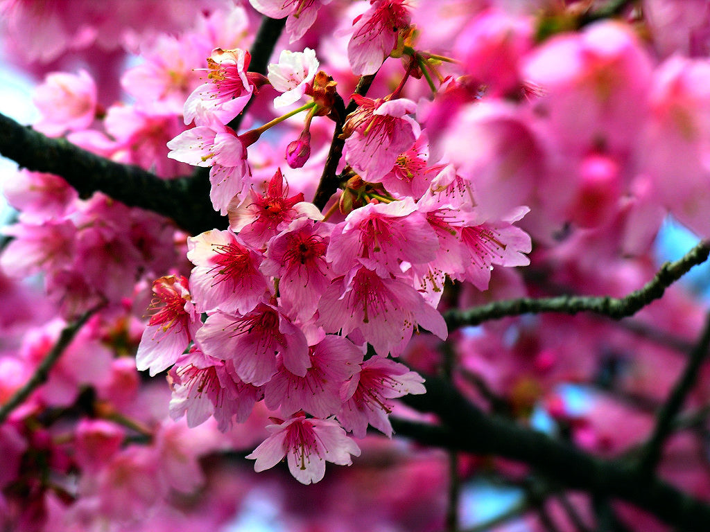 Pink Japanese Sakura cherry tree blossoms on branch with pink background.