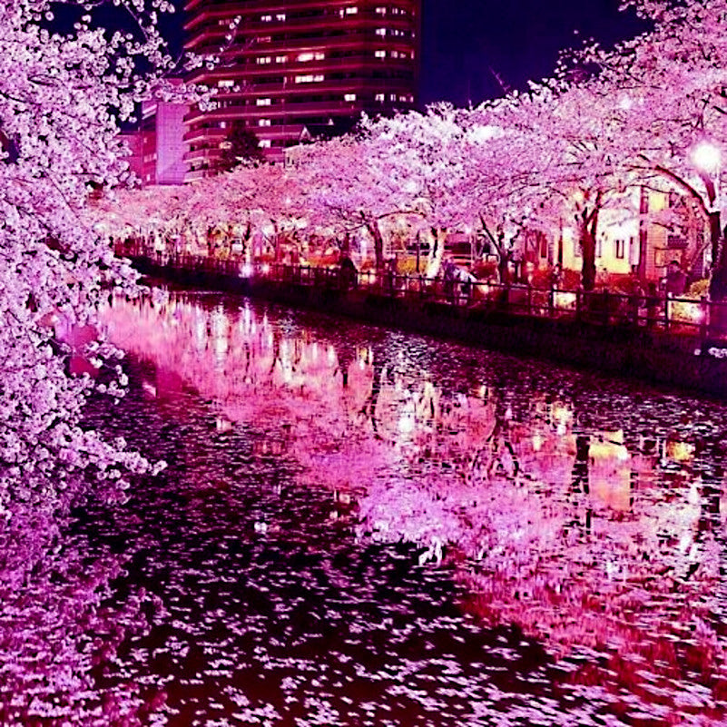 Pink Japanese Sakura cherry tree blossoms bordering waterway. (Prunus sargentii)