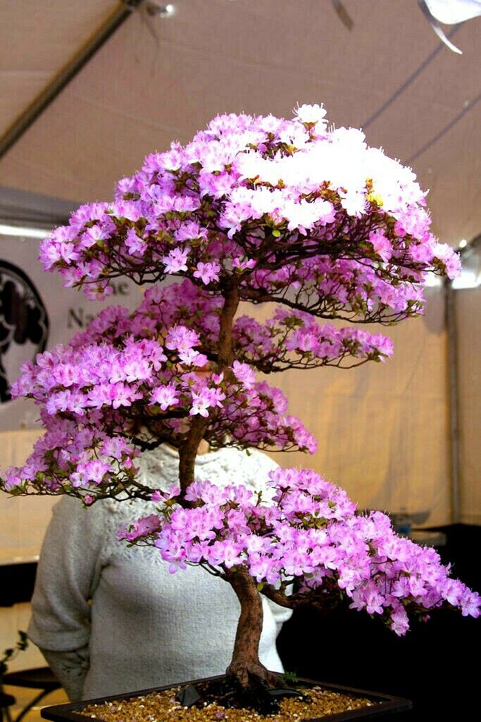Japanese Sakura cherry bonsai tree with pink blossom and person in background. (Prunus sargentii)