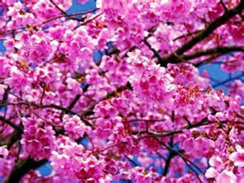 Pink flower blossoms on Japanese Sakura cherry tree branches with blue sky background. (Prunus sargentii)