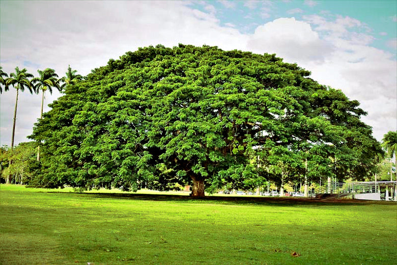 Large Rain tree canopy with green grass and palm tree background.