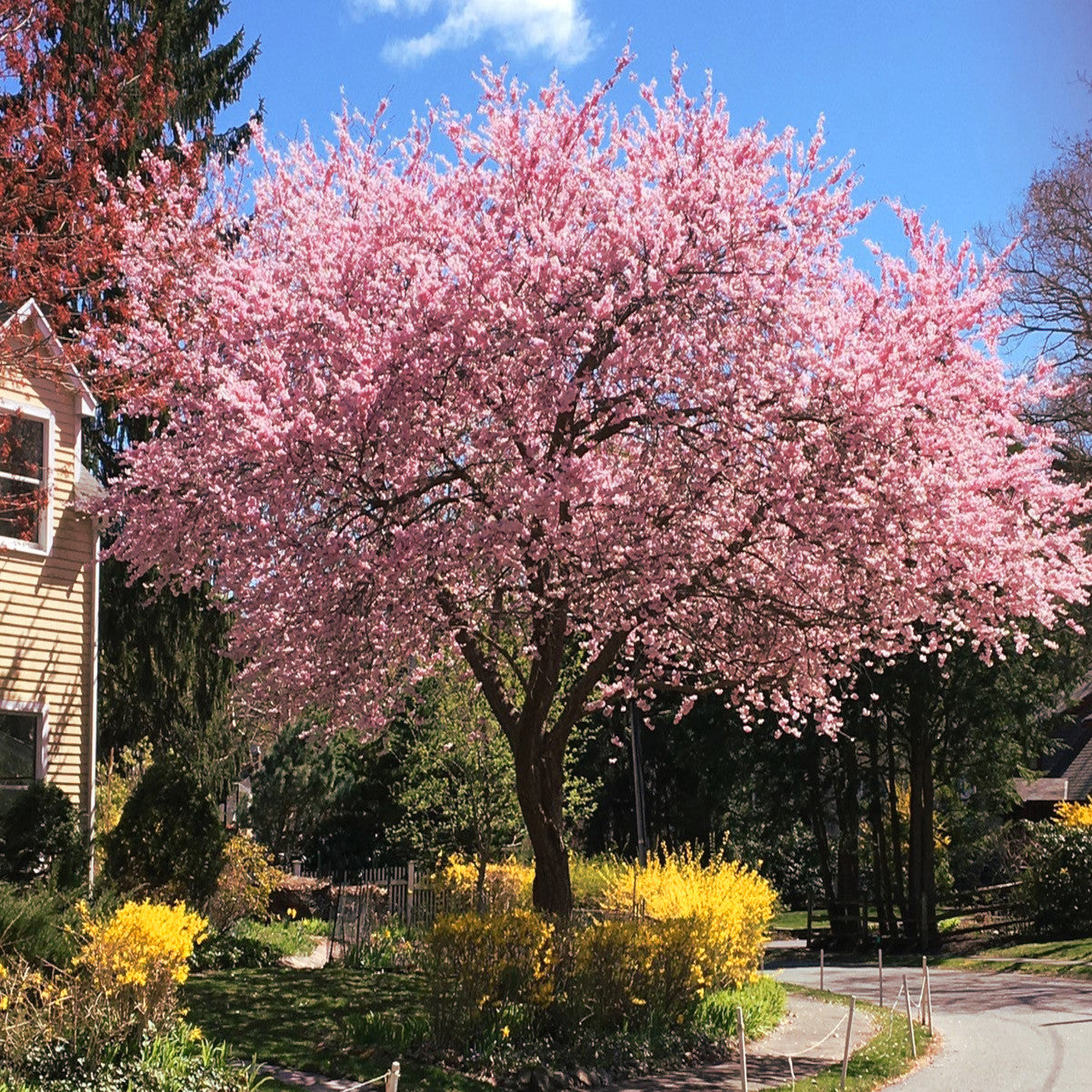 Japanese Sakura cherry tree with pink blossoms in front yard landscape with blue sky background. (Prunus sargentii)