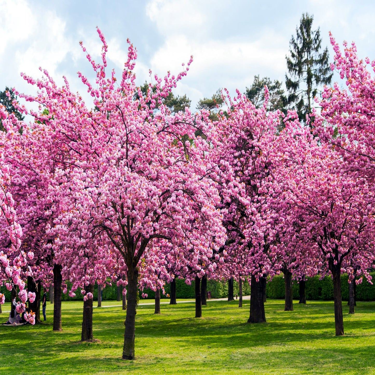 Japanese Sakura cherry trees with pink flower blossoms in green field with cloudy background. (Prunus sargentii)