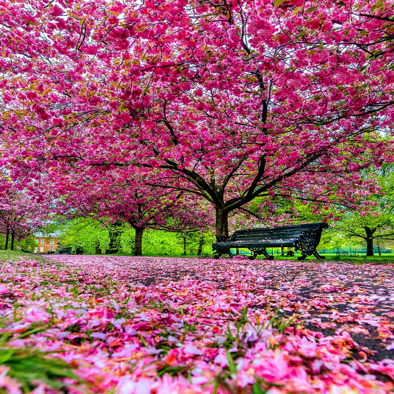Large Japanese Sakura cherry trees bordering walkway, dropping pink flower blossoms. (Prunus sargentii)