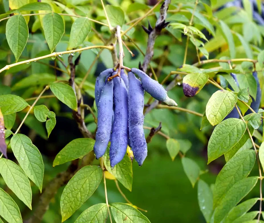 Blue Sausage fruits hanging from a Sausage fruit tree with green leaves