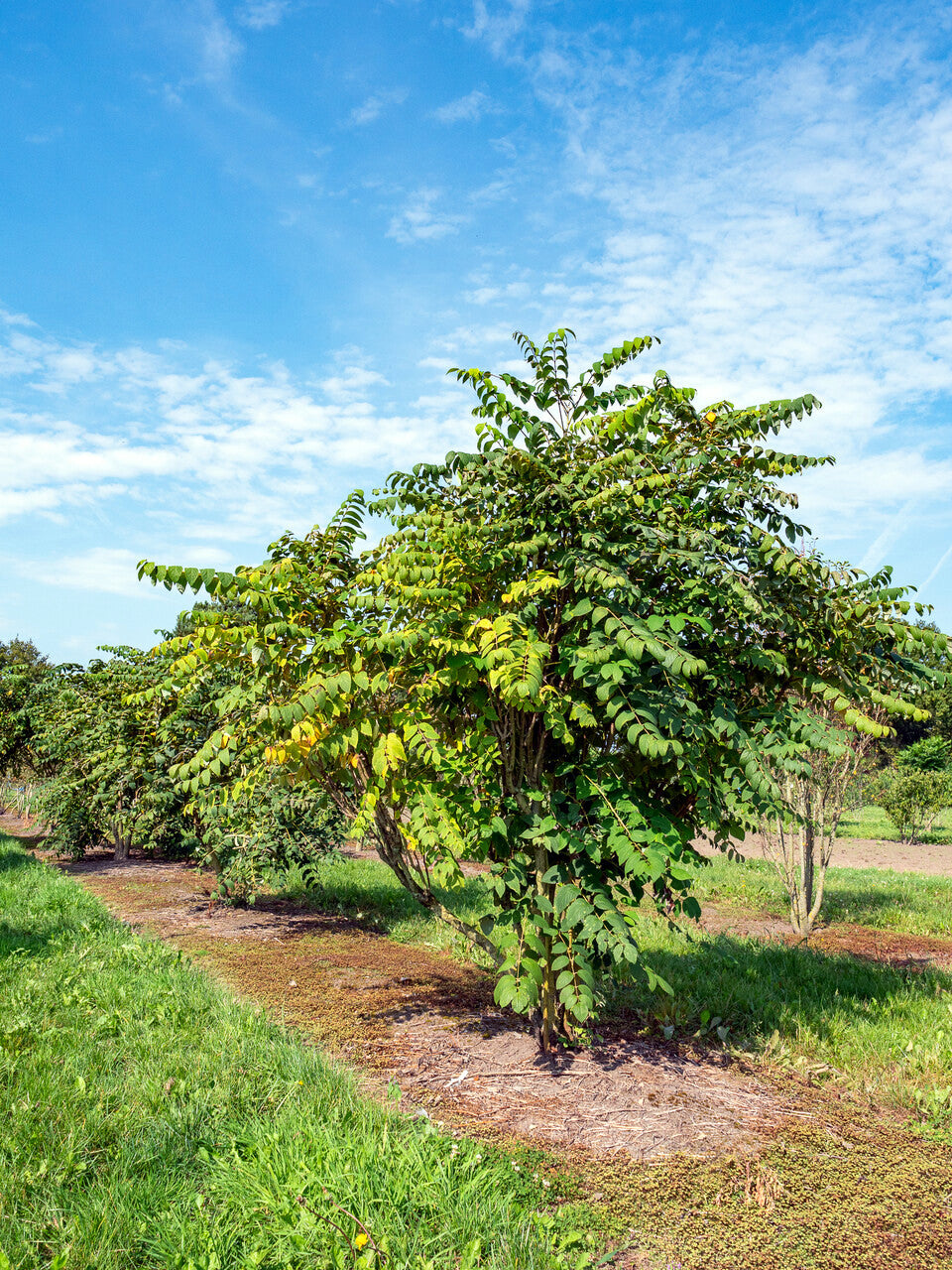 Sausage fruit tree with green leaves in an outdoor setting under a blue sky.